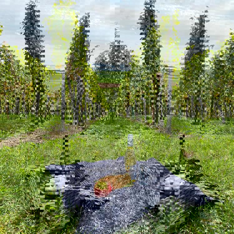 Een picknickdekentje met wijn, fruit en broodjes tussen de wijngaard met uitzicht op de heuvels